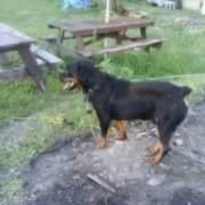 Meet your Posher, Ike